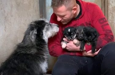 Doguinha abandonada pediu ajuda a homem para salvar seus filhotes do frio [Vídeo]