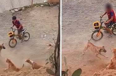 Dog enfrenta matilha de cães para defender tutor. Ninguém conseguia chegar perto do menino [vídeo]