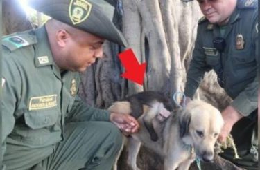 Cachorro de rua e macaco cuidam um do outro e se recusam a ser separados [Vídeo]