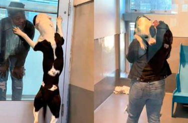 Cão de abrigo tem a melhor reação ao ver a família que pensou ter perdido para sempre [Vídeo]