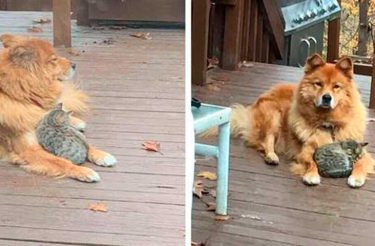 Doguinha idosa adota gato e salva sua vida