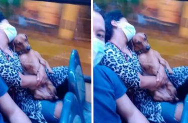 Cão se comporta enquanto sua tutora dorme em ônibus. Ele foi um bom passageiro!