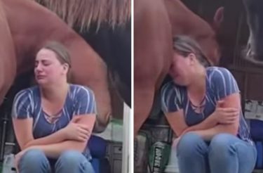 Cavalo é flagrado confortando cuidadora enquanto ela chora pelo divórcio [Vídeo]