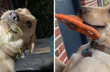 Cãozinho traz presentes todos os dias para agradar sua humana: “Ele já trouxe de tudo”