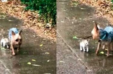 Cachorro salva gatinho abandonado na chuva e o leva para sua casa [Vídeo]