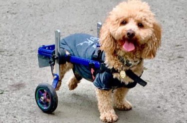 Cão salvo de um matadouro na China agora ajuda a trazer alegria em terapia para crianças
