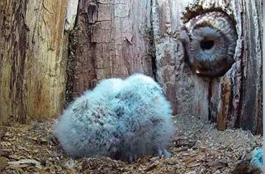 Mãe coruja que ovos não eclodiram está muito feliz por encontrar bebês em seu ninho [Vídeo]