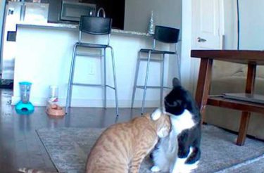 Gato é flagrado consolando irmão ansioso enquanto tutora está fora [Vídeo]
