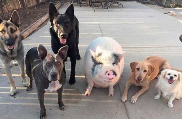 Porco foi criado com 5 cachorros e agora pensa que é um deles