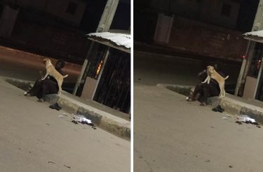 Cão fiel acompanha tutora abandonada pela família na rua todas as noites