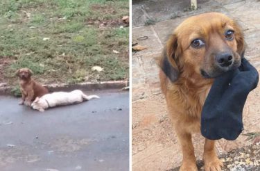 Doguinho passou mais de 24 horas ao lado de amigo falecido esperando que ele acordasse