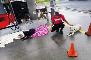 Funcionário é pego cuidando de cachorros de rua enquanto trabalha e clientes reagem