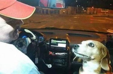 Doguinha acompanha seu tutor taxista todas as noites e conquista o coração dos clientes