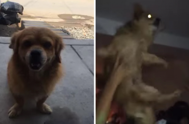 Cachorro desaparecido é flagrado dançando em festa