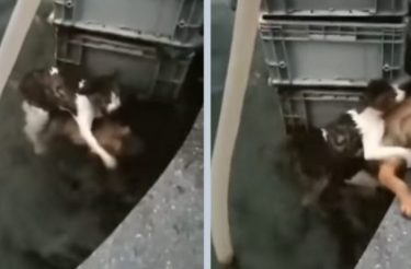 Cão mostrou muita coragem e pulou na água para salvar gato que estava se afogando [Vídeo]