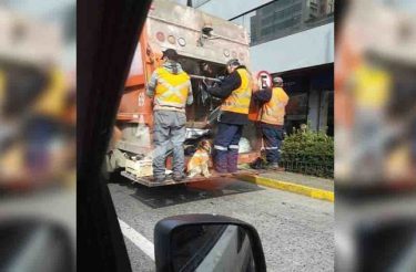 Garis resgatam cachorro doente em lixeira e bichinho passa a acompanhá-los todos os dias no trabalho