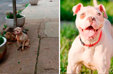 Dog ferida resgatada por carteiro recebe amor e muda de vida!