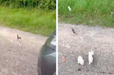 Homem estaciona pra resgatar gatinho na estrada mas acaba sofrendo emboscada [Vídeo]