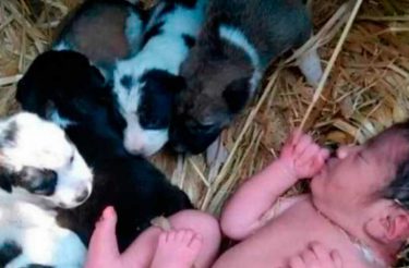 Cachorra de rua acolhe bebê humano em sua ninhada e trata como filho