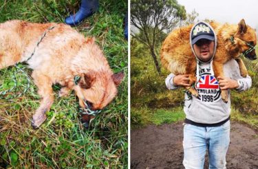 Jovem carregou cão por 2 horas até conseguir ajuda