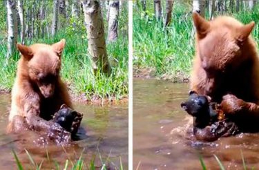 Câmera de trilha captura urso filhote tomando banho com urso de brinquedo que ele encontrou