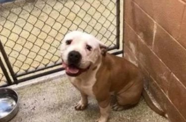 Para punir o filho, pais abandonam o cão do menino em abrigo