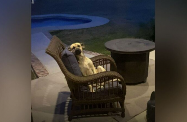 Mulher acorda e encontra cachorro de rua sentado confortavelmente em sua cadeira no quintal