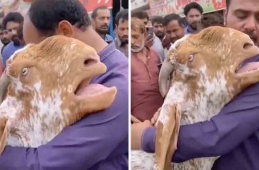 Cabra abraça seu dono e chora como um humano para ele não vendê-la [Vídeo]