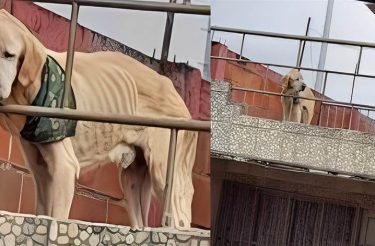 Com o olhar triste, cão passava os dias preso no telhado de uma casa e foi salvo por vizinhos