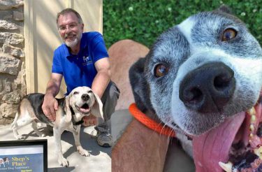 Homem abre orfanato para cães ‘velhinhos’ que foram abandonados