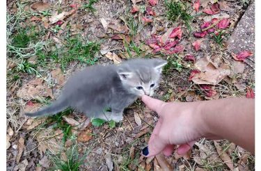 Gata de rua apresenta os seus gatinhos à mulher que a alimentou por dias