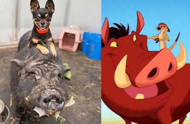 Timão e Pumba da vida real ganham adoção conjunta para viverem ‘Hakuna Matata’ juntos