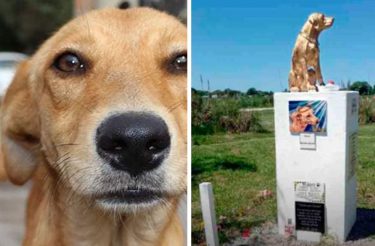 Homem foi condenado à prisão após maus-tratos que causaram a morte do cão Rubio