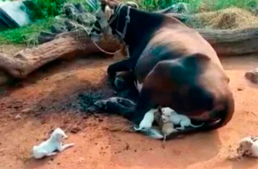 Vaca se tornou ama de leite de sete cãezinhos que perderam a mãe