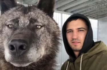 Jovem prefere um enorme lobo de estimação a um cachorro. Se comporta como um Pet