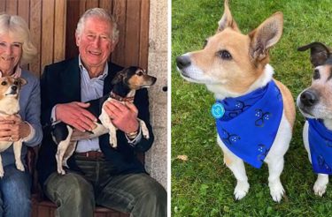 Conheça os novos animais de estimação reais do Palácio de Buckingham. Ambos foram resgatados.