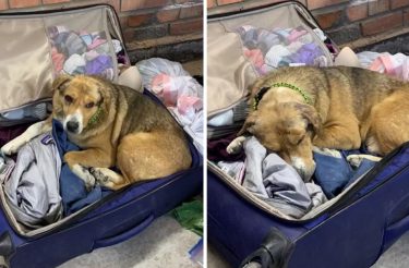 Cão ucraniano entrou em uma mala de veterinária para fugir da guerra. Queria ir com ela