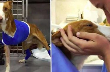 Cão que perdeu pata ao levar tiro do “tutor” foi resgatado e hoje é o cão mais feliz do mundo!