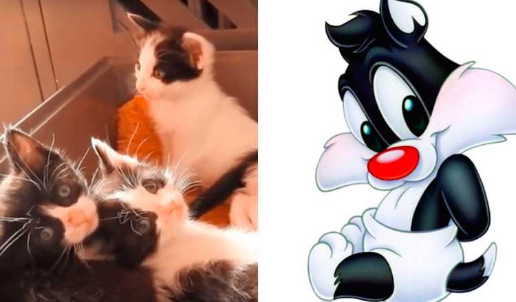 Cachorro leva equipes de resgate a uma caixa de gatinhos abandonados e se torna o melhor pai adotivo