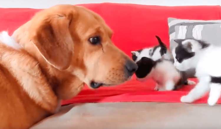 Cachorro leva equipes de resgate a uma caixa de gatinhos abandonados e se torna o melhor pai adotivo
