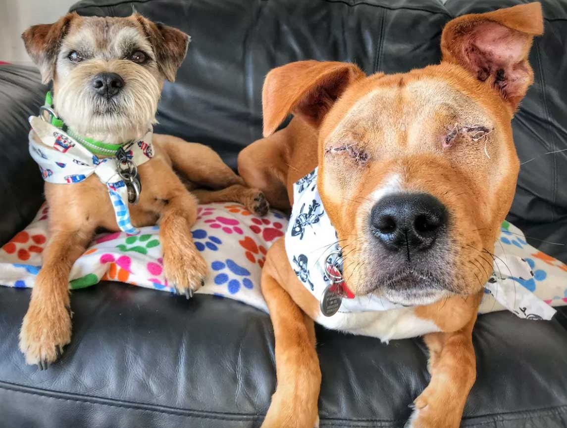 Cachorro cego que era ignorado por todos encontra amiguinho que nunca o deixará sozinho