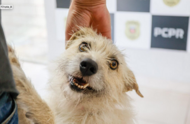 Policiais adotam dog que ‘pediu socorro’ após ser abandonada com os filhotes à beira da rodovia, no Paraná