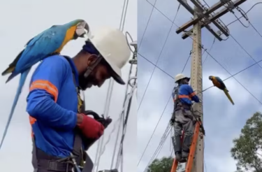 Arara simpática faz amizade com eletricista em poste e vídeo chega a 9 milhões